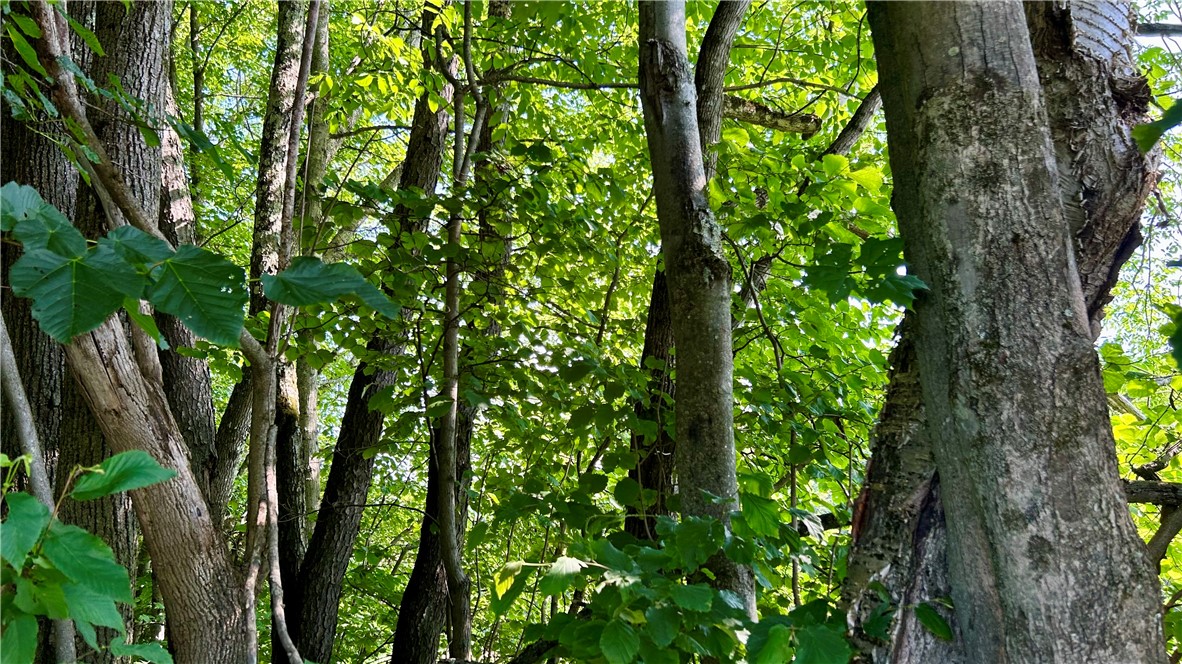 Hamden Hill Road Delhi, NY 13753 - Photo 3 of 18