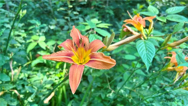 $79,500 | Hamden Hill Road, Delhi, NY 13753