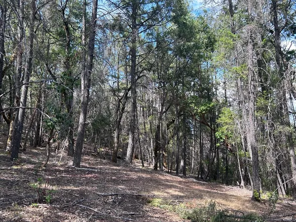 a view of a forest with trees in the background