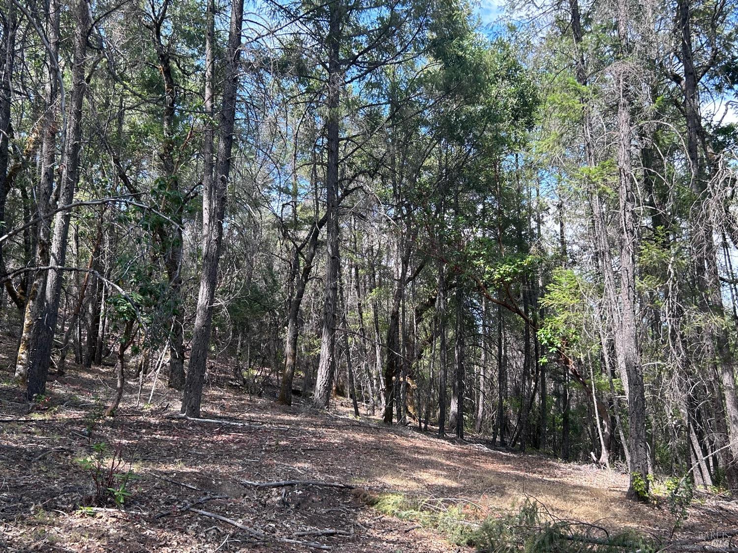 73046 Hill Road Covelo, CA 95428 - Photo 12 of 34 a view of a forest with trees in the background