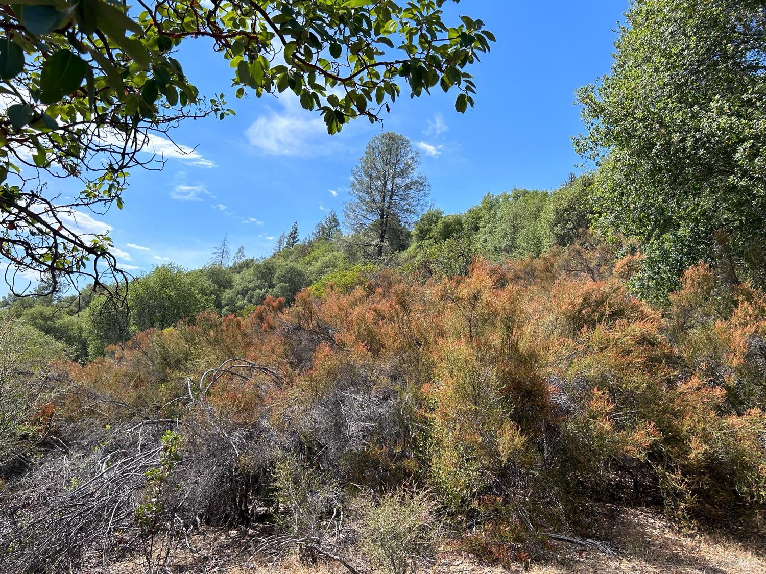73046 Hill Road Covelo, CA 95428 - Photo 14 of 34 a view of a tree