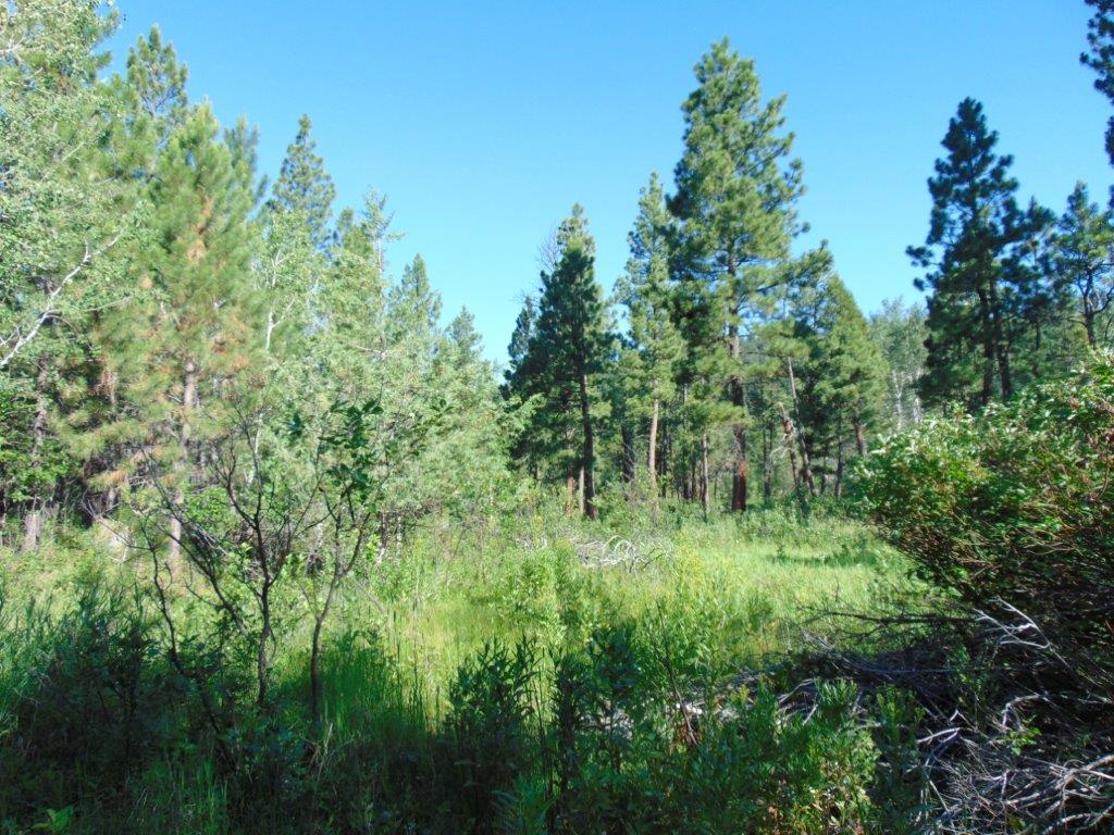 4615 Abe Lincoln Road Lincoln, MT 59639 - Photo 28 of 92 Gallery Image 28