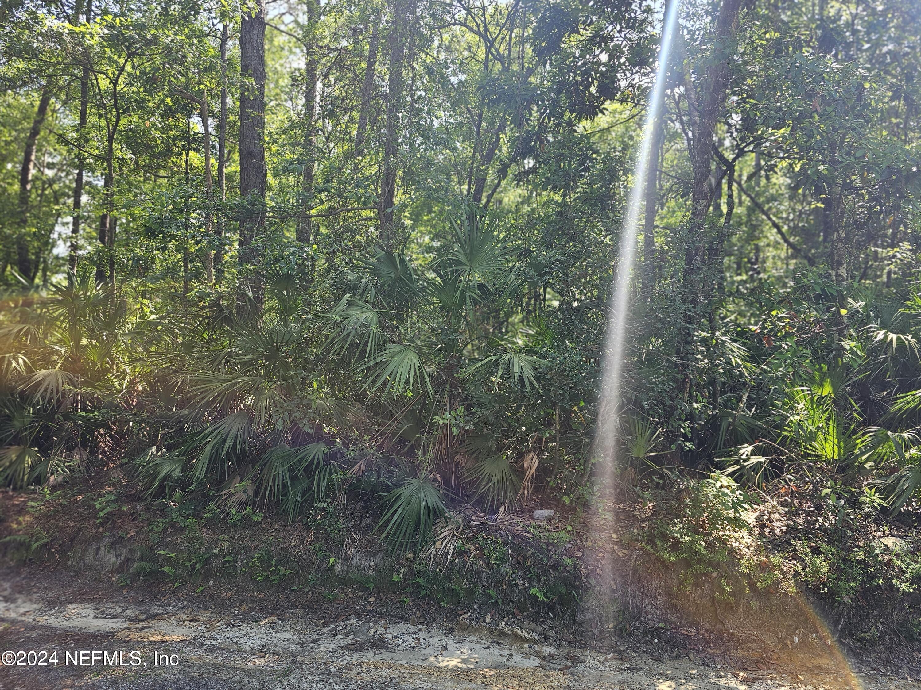 4930 Chickpea Street Middleburg, FL 32068 - Photo 2 of 3 a view of a forest with trees in the background