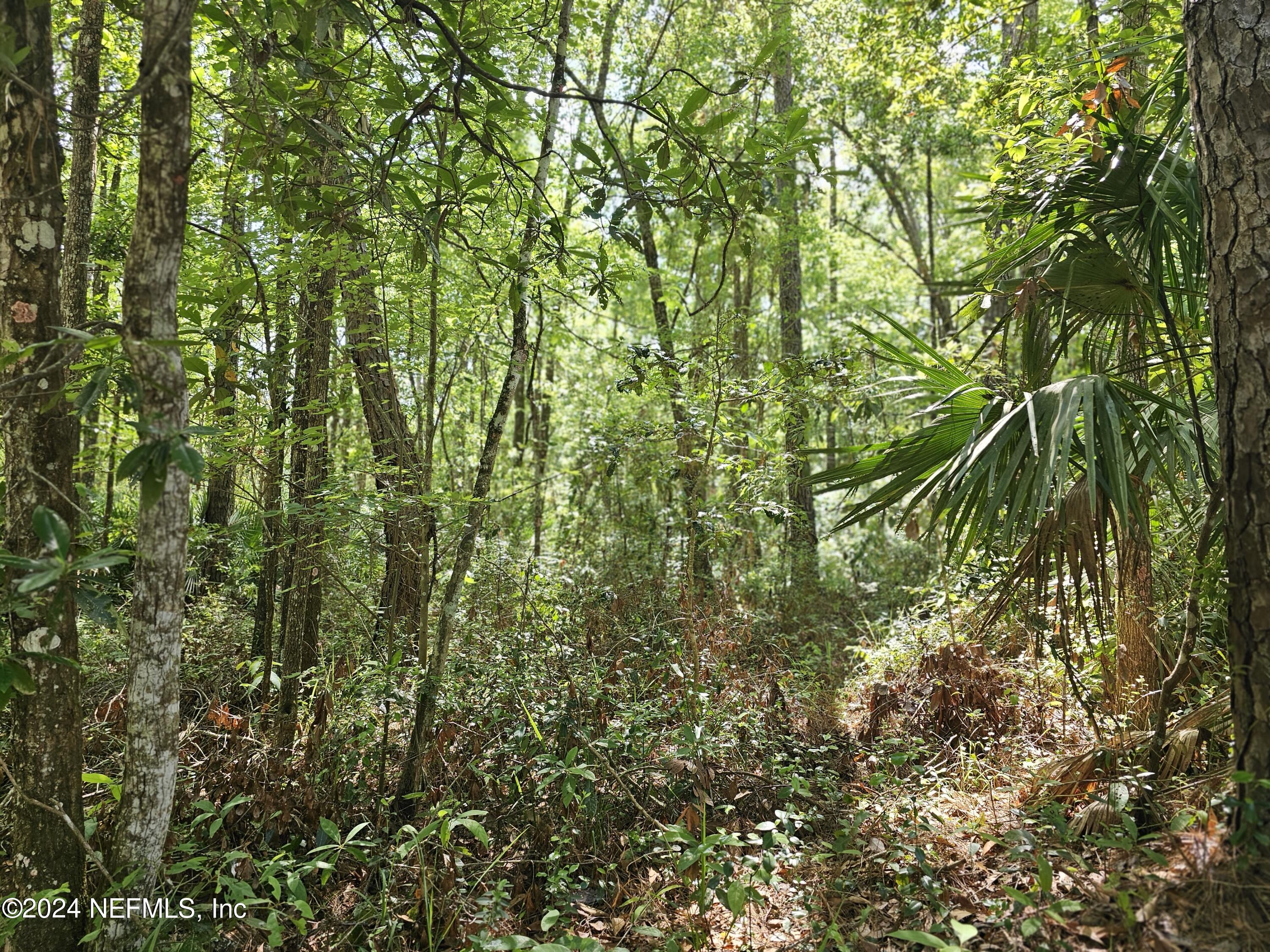 4930 Chickpea Street Middleburg, FL 32068 - Photo 3 of 3 a view of a yard