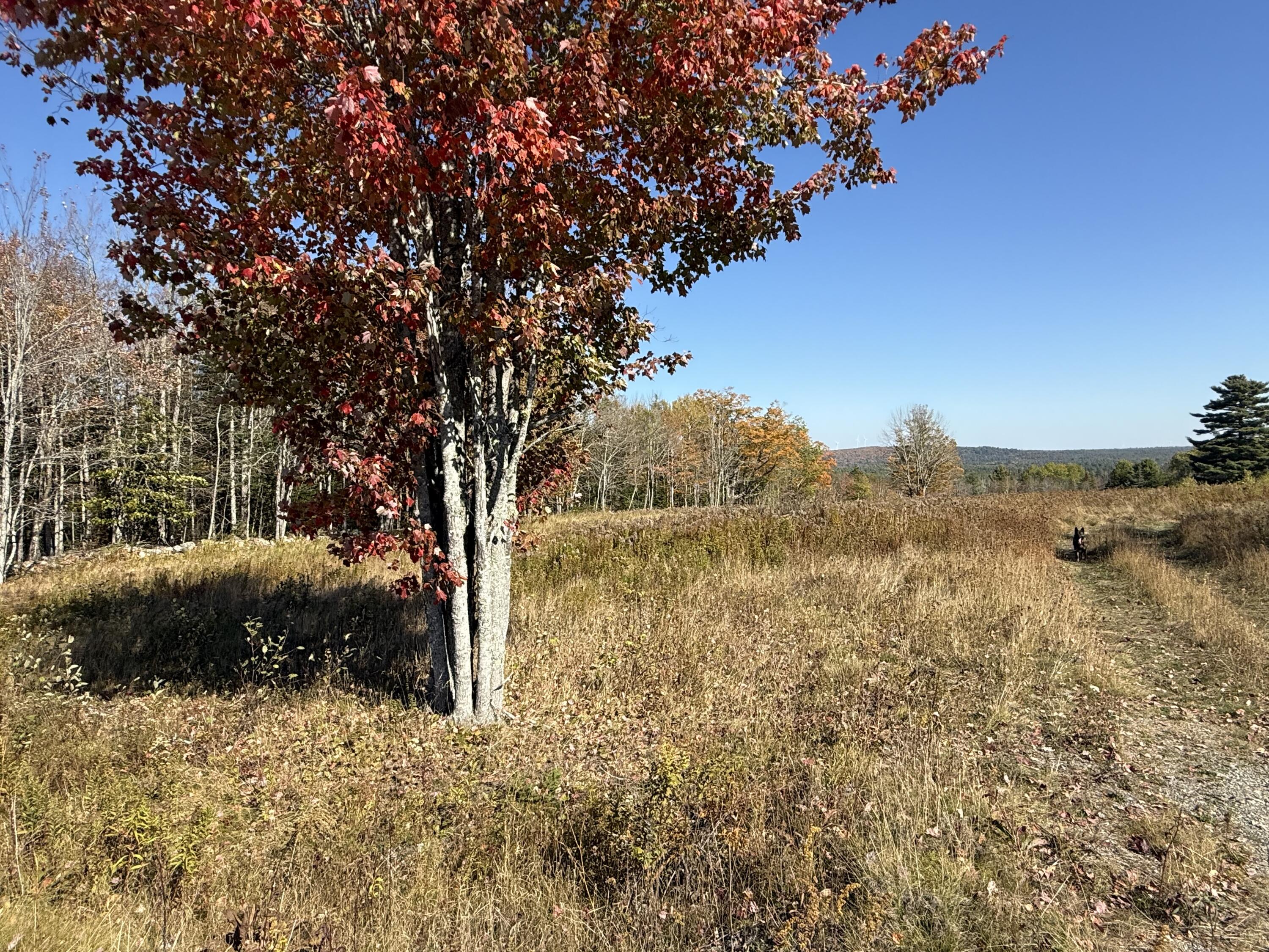 14-001 Tourtelotte Ridge Road Ellsworth, ME 04605 - Photo 14 of 35 IMG_1620