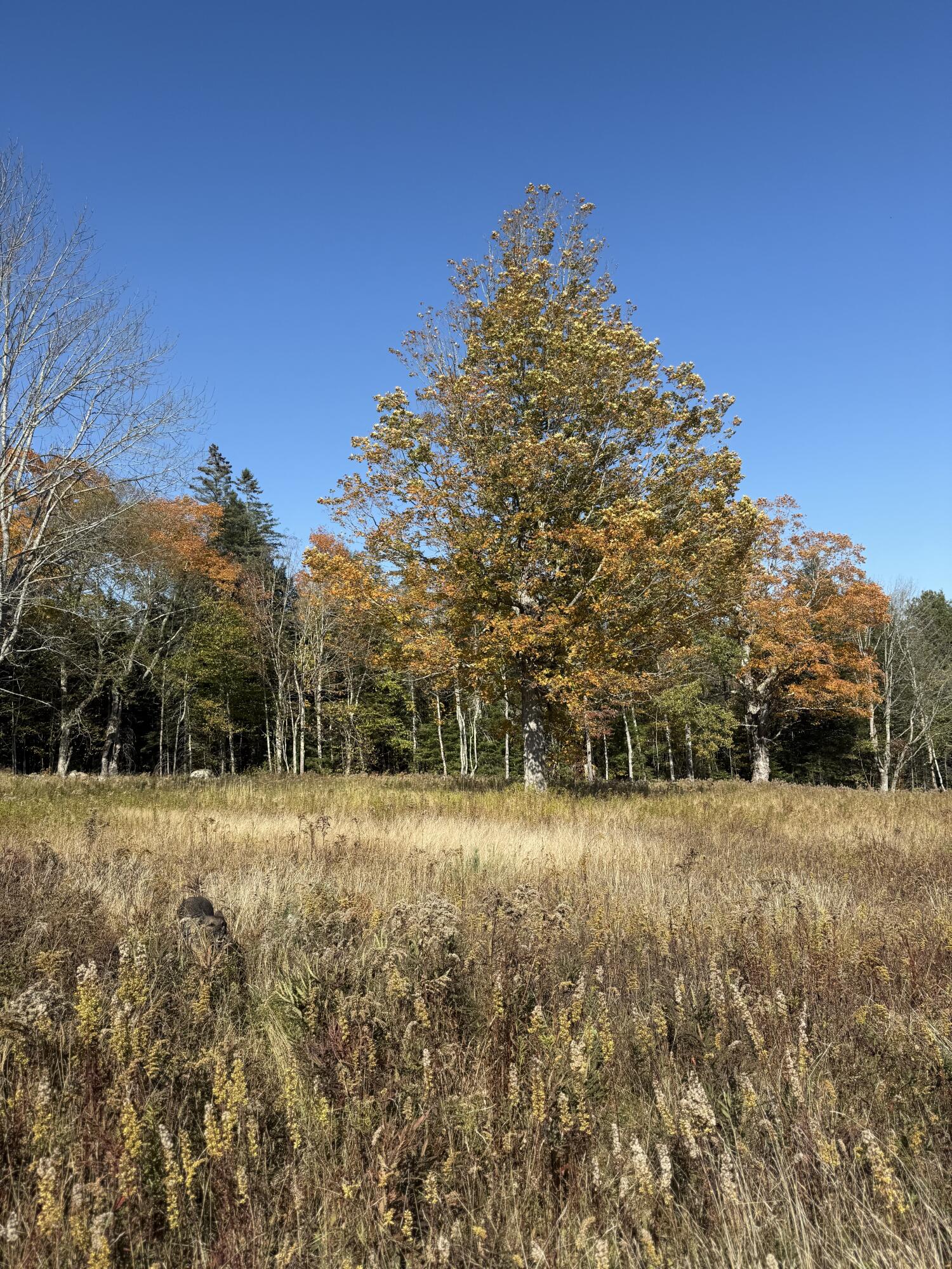 14-001 Tourtelotte Ridge Road Ellsworth, ME 04605 - Photo 17 of 35 IMG_1616