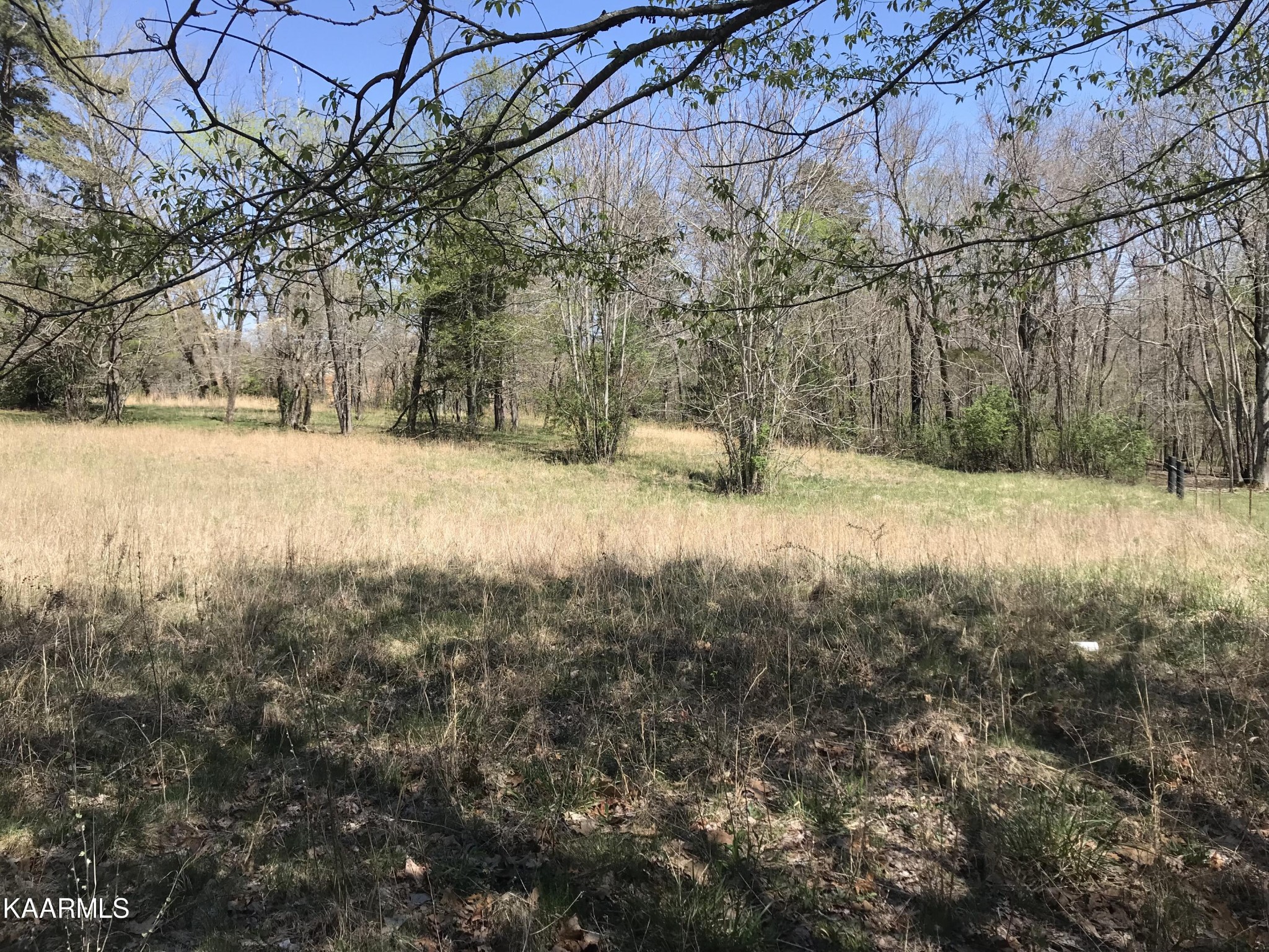 1679 Hillendale Road Crossville, TN 38572 - Photo 16 of 52 a view of a yard with a tree