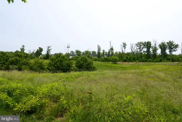 a view of a big yard with plants and large trees