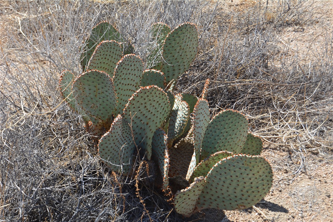 207-35-005 South Arlington Road Yucca, AZ 86438 - Photo 77 of 92