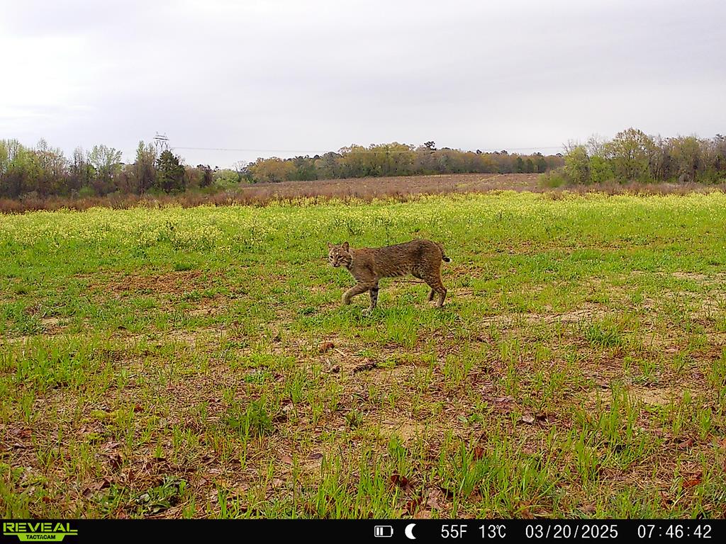 0 Macedonia Ch Road Columbia, AL 36319 - Photo 53 of 61