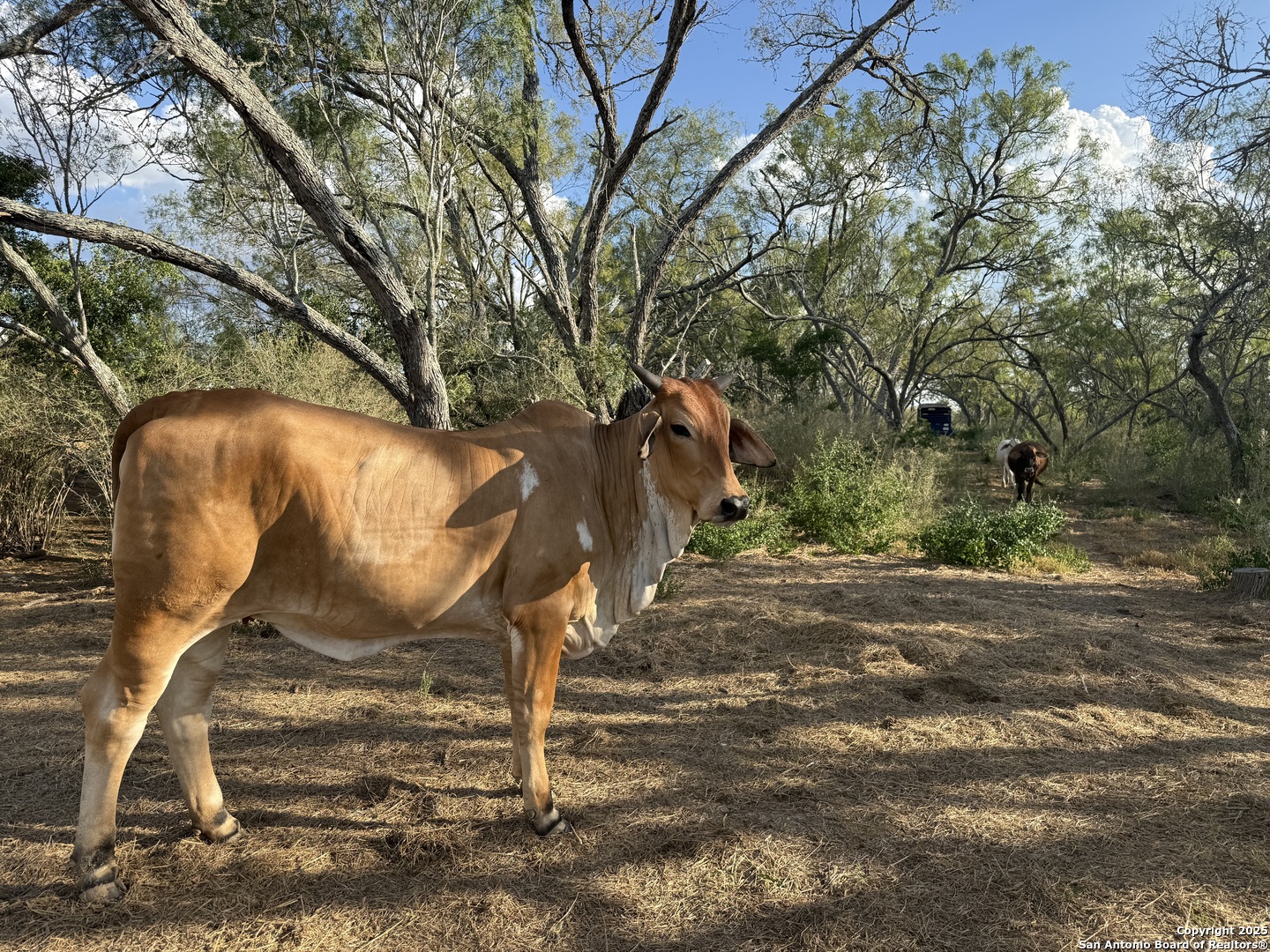 421 Zion Hill Road Seguin, TX 78155 - Photo 9 of 13 a wooden bench sitting in the middle of a yard