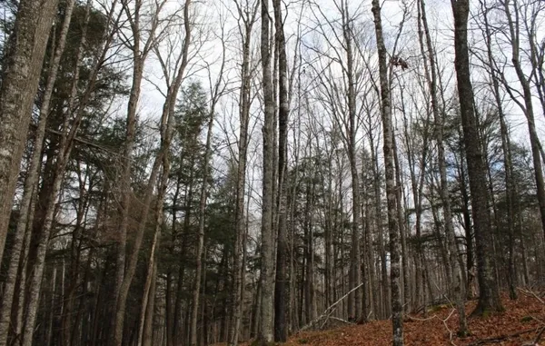 $139,000 | 762 Moonlight Lane, Unit 56, Laona, WI 54541