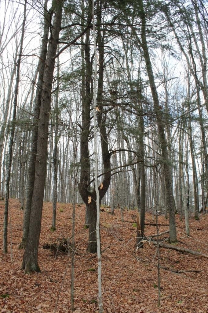 762 Moonlight Lane, Unit 56 Laona, WI 54541 - Photo 44 of 45