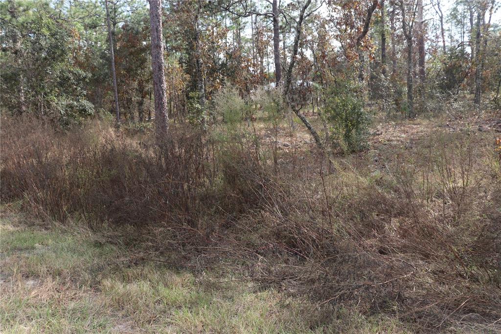 0 Geranium Avenue Dunnellon, FL 34431 - Photo 3 of 5