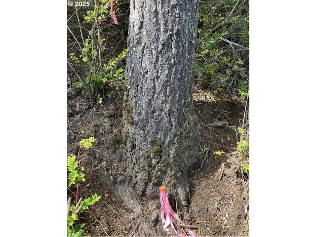 a backyard of a house