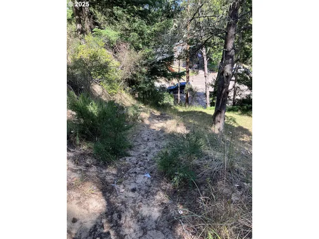 a view of a forest with trees