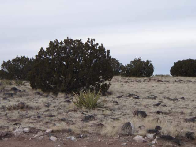 4 T14n R16e:lengthy Heber, AZ 85928 - Photo 1 of 1