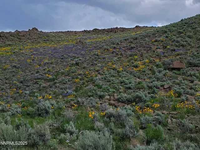 a plant with lots of trees