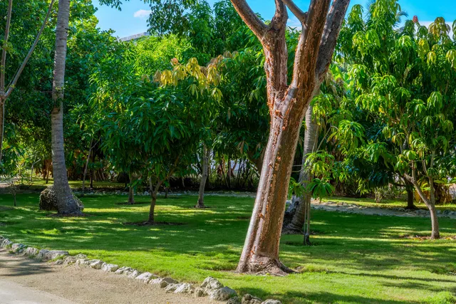 a view of a yard with plants and large trees