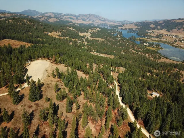 a view of a forest with a tree