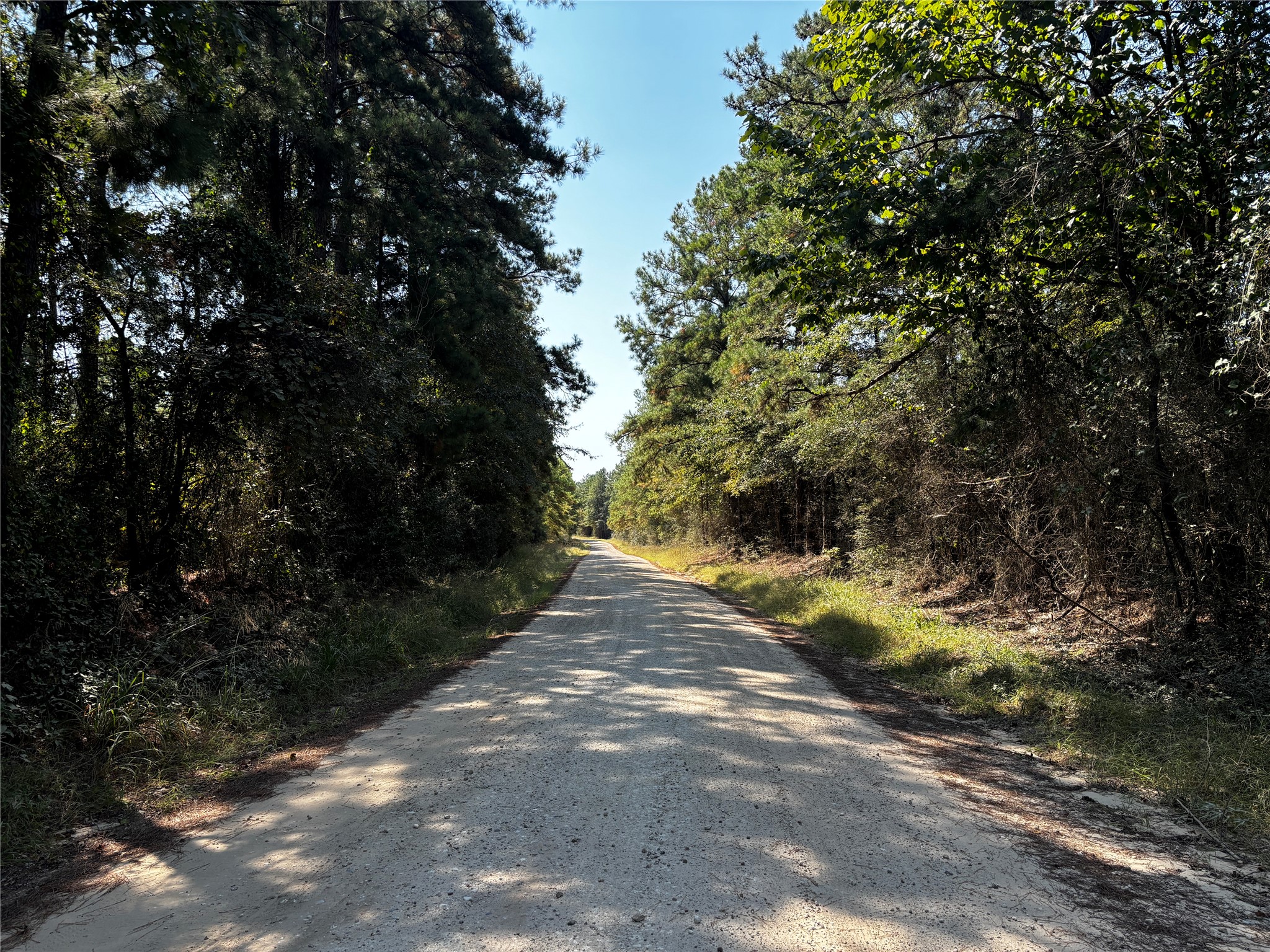 3 Trinity Lady Park Road West Trinity, TX 75862 - Photo 5 of 7 a view of a yard with plants and trees