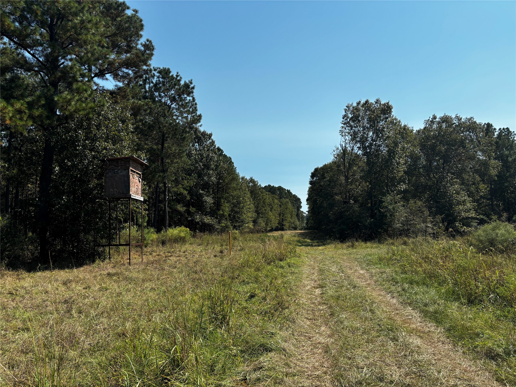 3 Trinity Lady Park Road West Trinity, TX 75862 - Photo 6 of 7 a backyard of a house with lots of green space