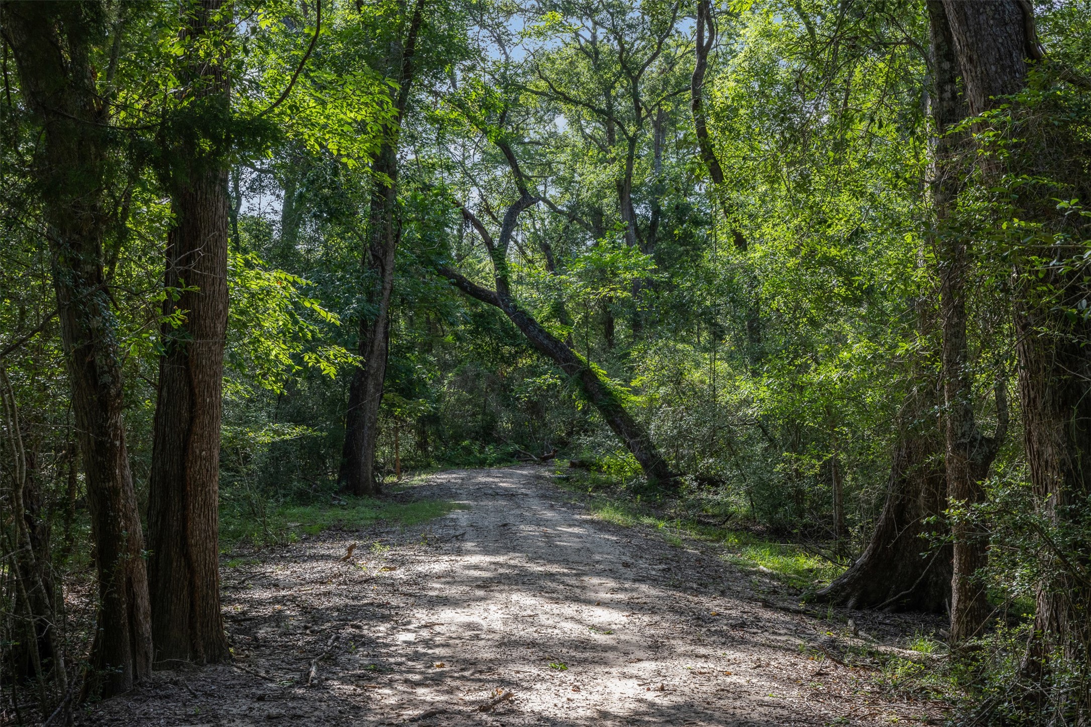 7521 Schoenau Road Brenham, TX 77833 - Photo 45 of 49