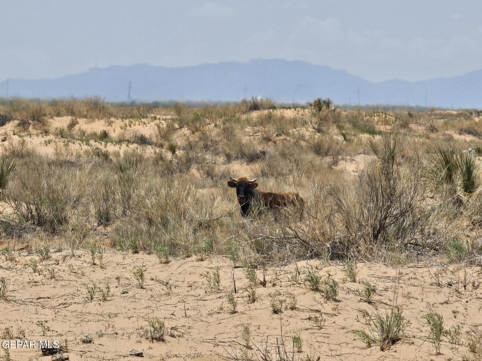 4 Sec 43 T & P Sunset Ranches Fort Hancock, TX 79839 - Photo 8 of 24
