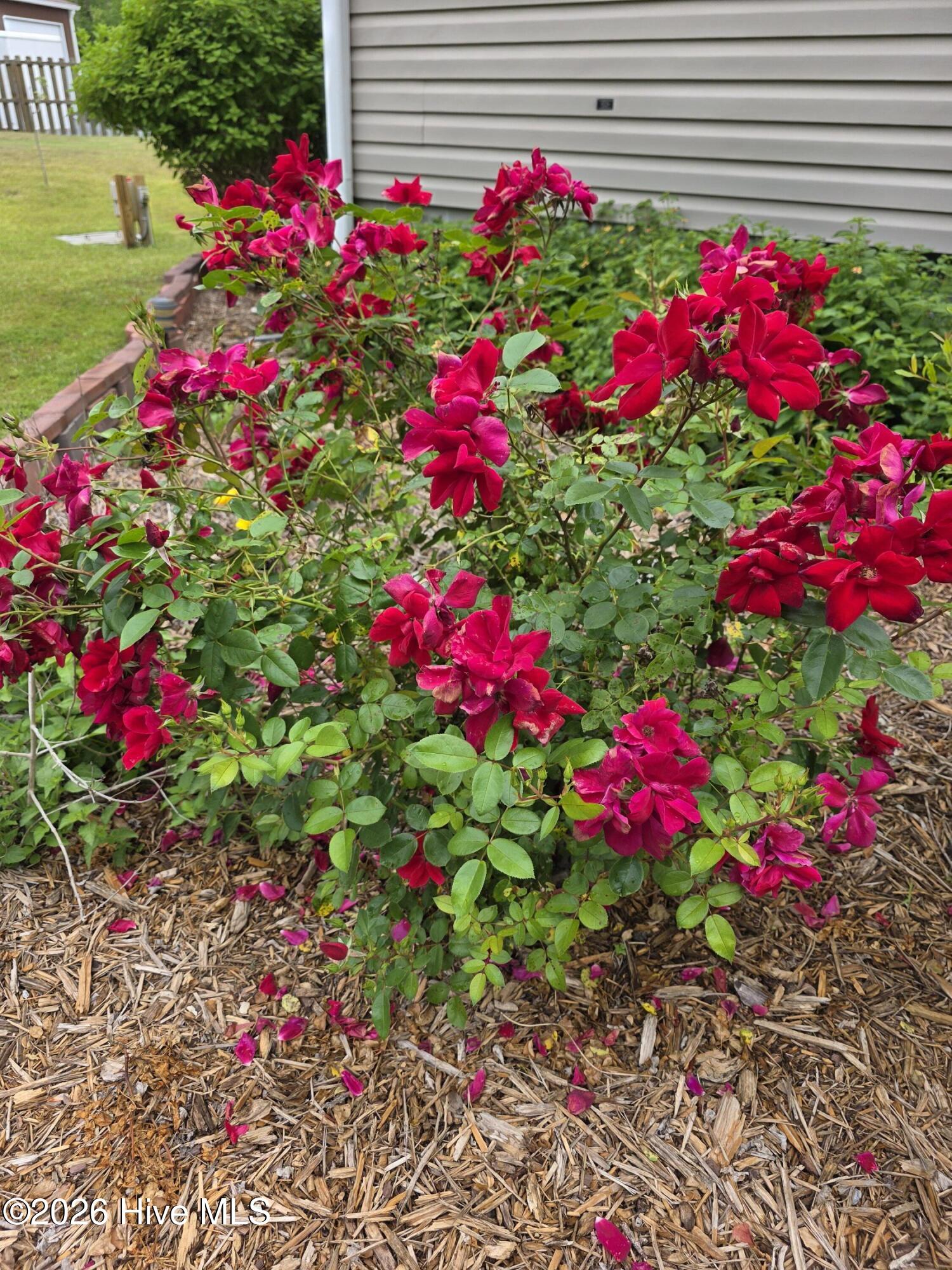 100 Foxrun Drive Hampstead, NC 28443 - Photo 43 of 62 Rose Bush Photo
