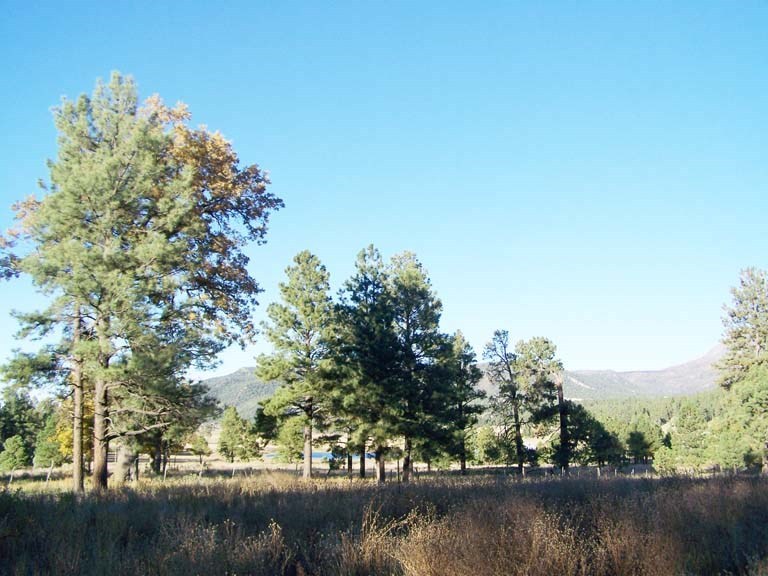 2269 Off County Road Nutrioso, AZ 85932 - Photo 1 of 6