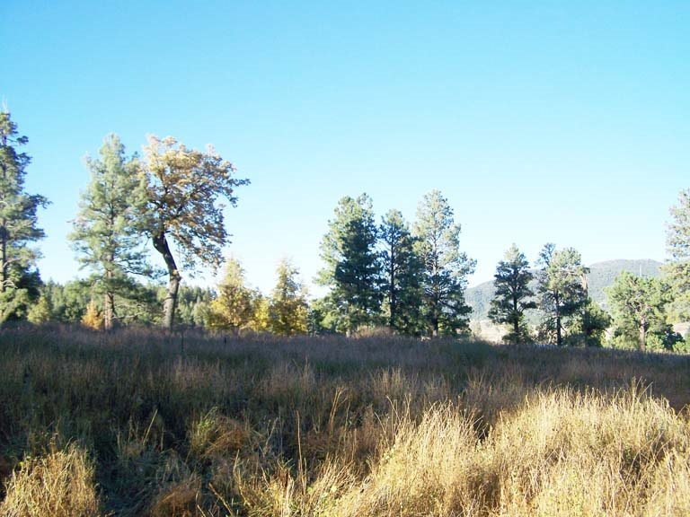 2269 Off County Road Nutrioso, AZ 85932 - Photo 4 of 6