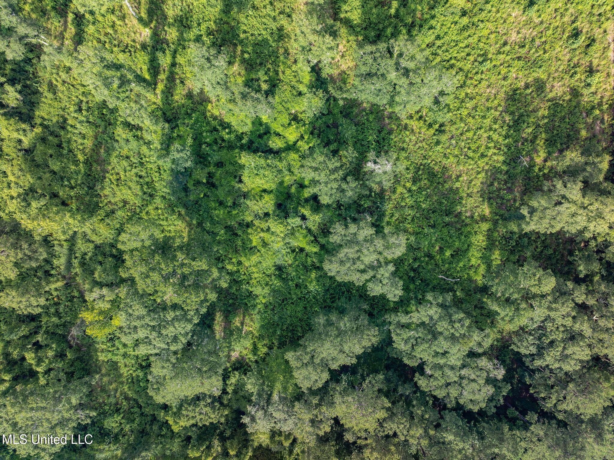 22 Acres Mol Todd Road Sumrall, MS 39482 - Photo 7 of 12 358_Todd_Rd-7