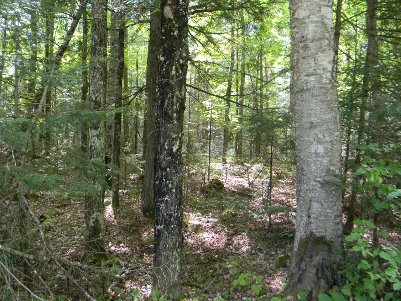 Lot 23 Deer Trail Road Manitowish Waters, WI 54545 - Photo 1 of 13 Gallery Image 1