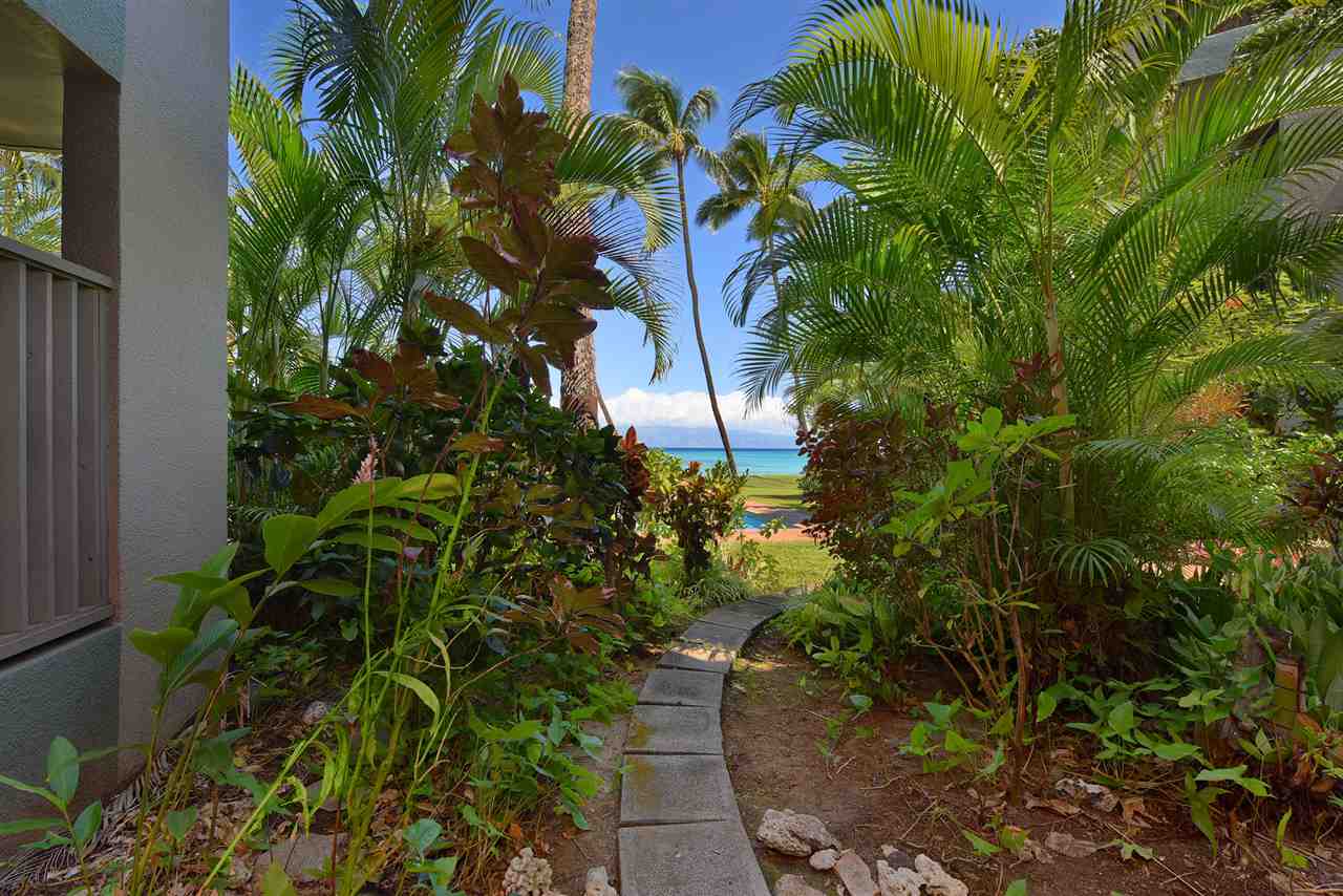 3875 Lower Honoapiilani Road, Unit B103 Lahaina, HI 96761 - Photo 5 of 30 a plant that is in a garden