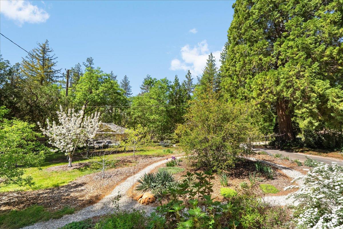 10041 Greenwood Road Grass Valley, CA 95945 - Photo 36 of 65 a view of a yard with plants and trees