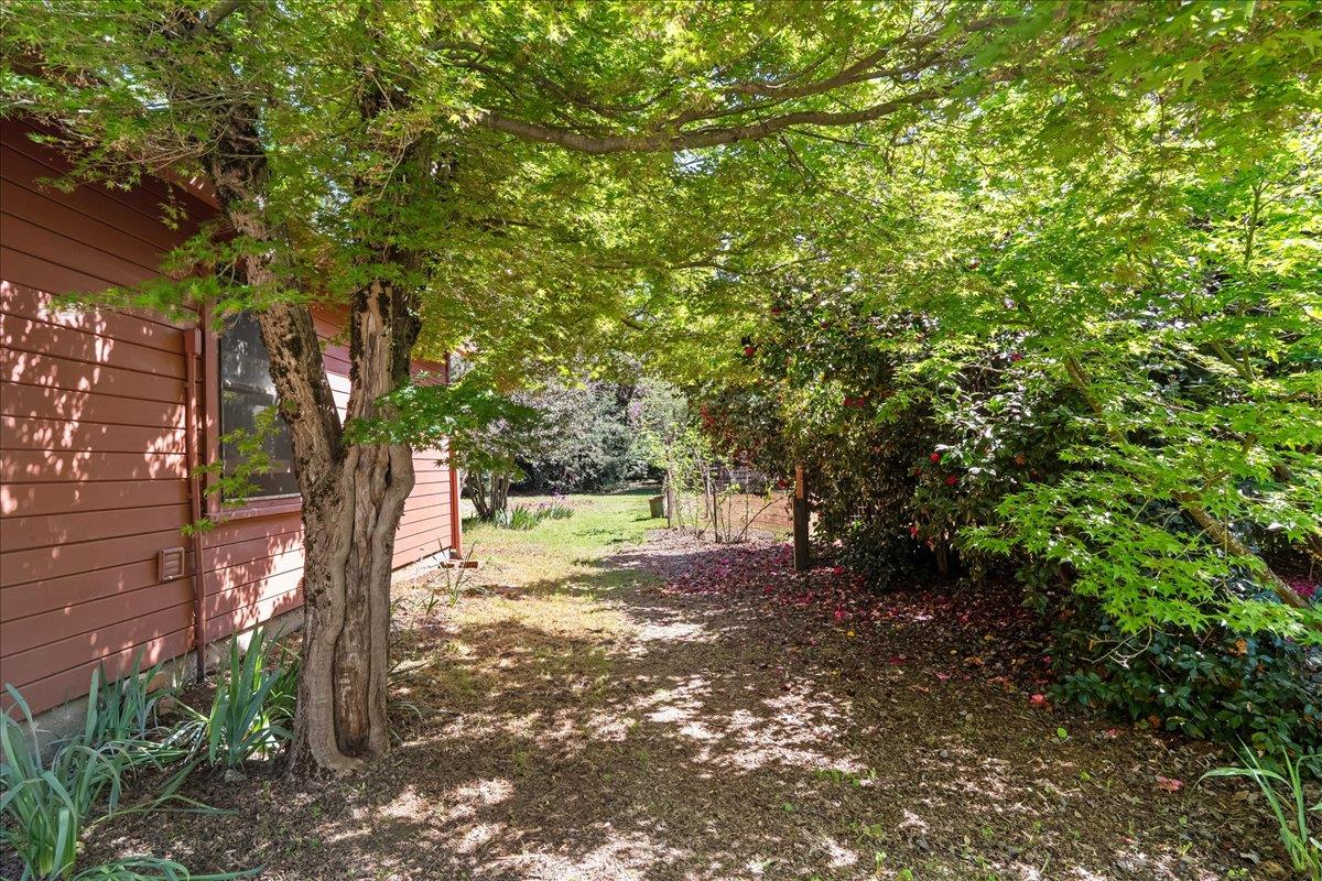 10041 Greenwood Road Grass Valley, CA 95945 - Photo 50 of 65 a view of a tree in the middle of a yard