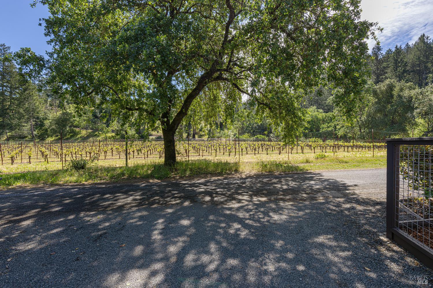14734 Young Road Healdsburg, CA 95448 - Photo 46 of 47 a view of a yard with plants and large trees