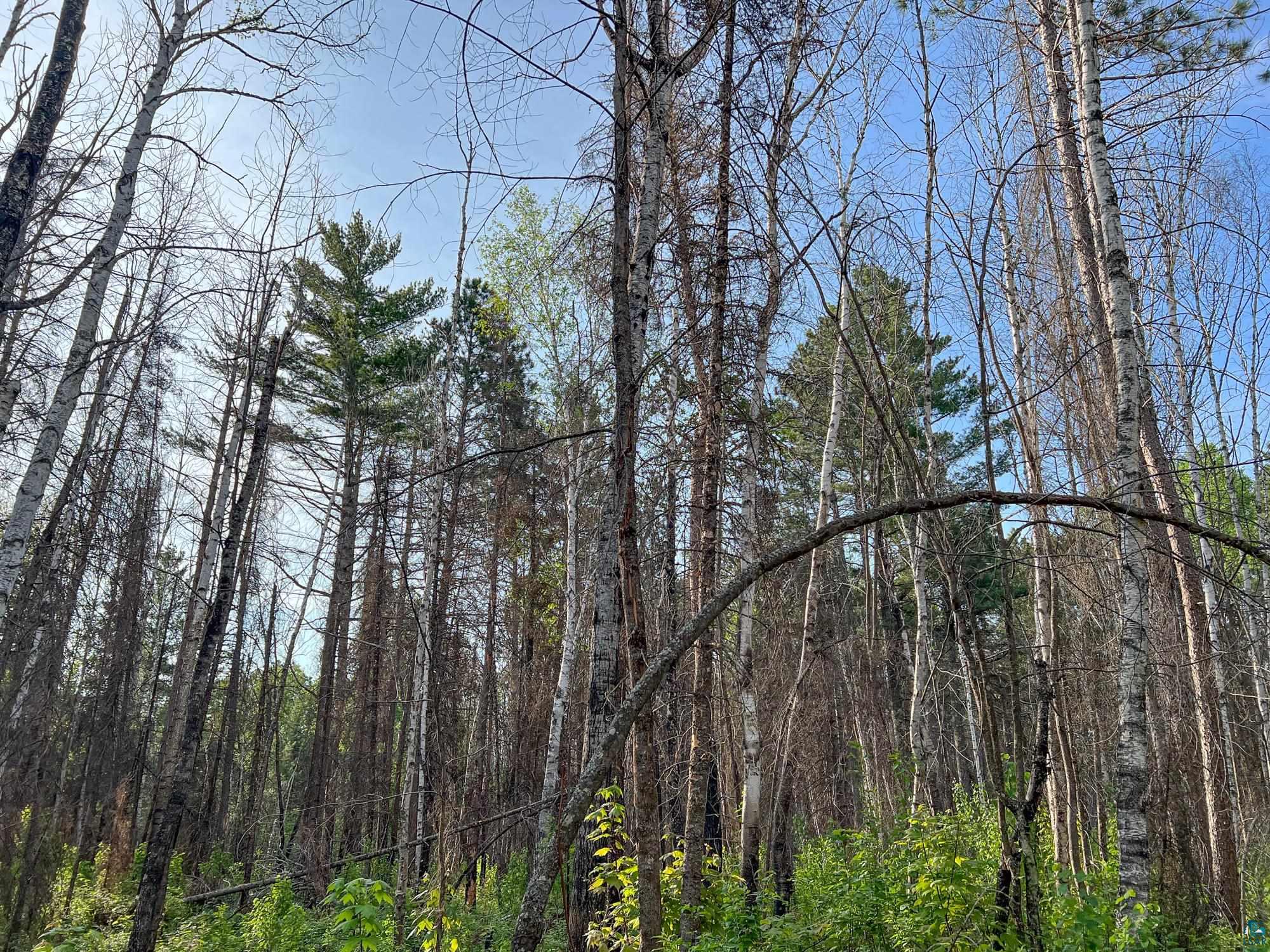 Xxxtbd Xxxtbd Moose Loop Orr, MN 55771 - Photo 21 of 45