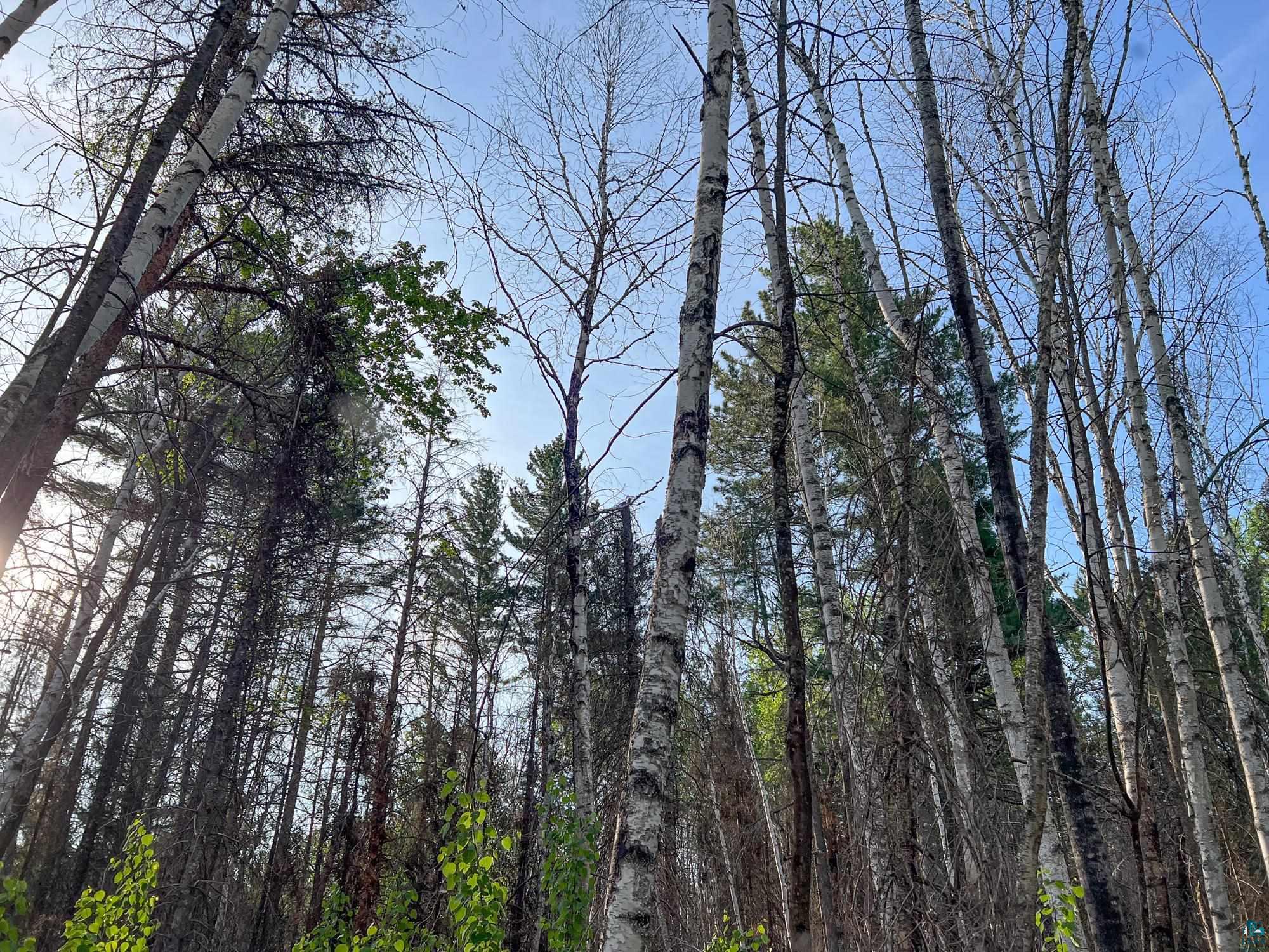 Xxxtbd Xxxtbd Moose Loop Orr, MN 55771 - Photo 22 of 45