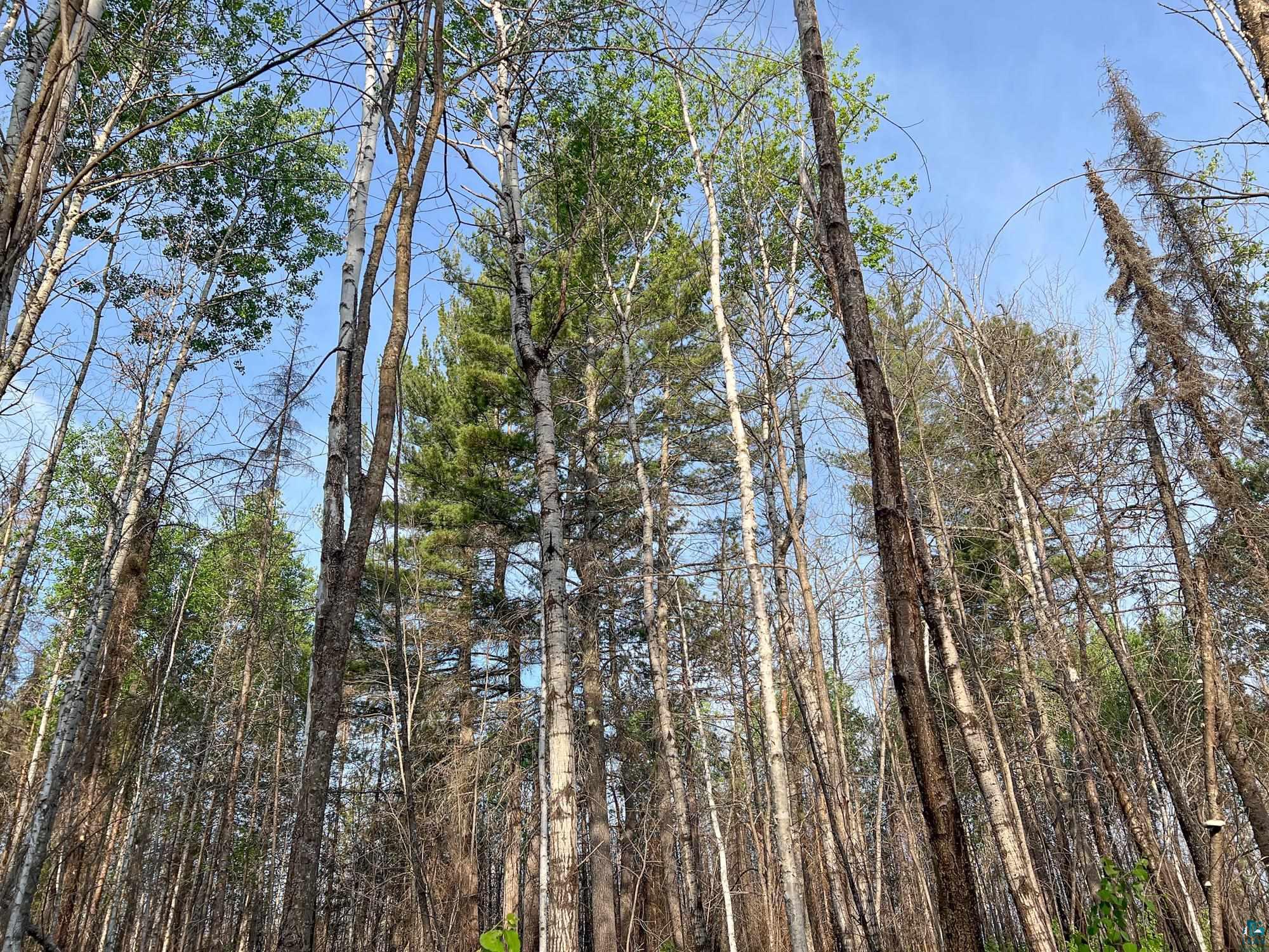 Xxxtbd Xxxtbd Moose Loop Orr, MN 55771 - Photo 23 of 45