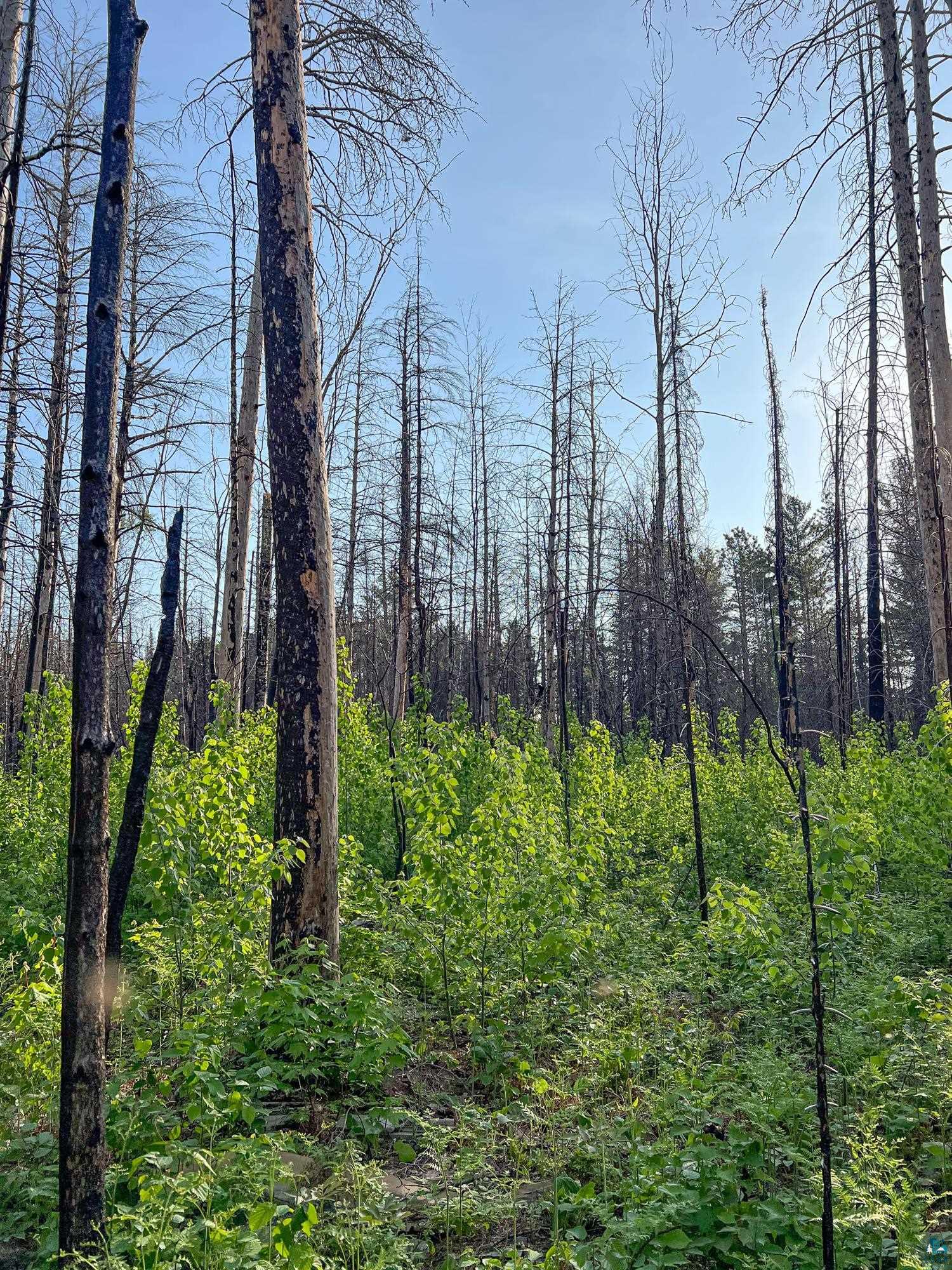 Xxxtbd Xxxtbd Moose Loop Orr, MN 55771 - Photo 32 of 45
