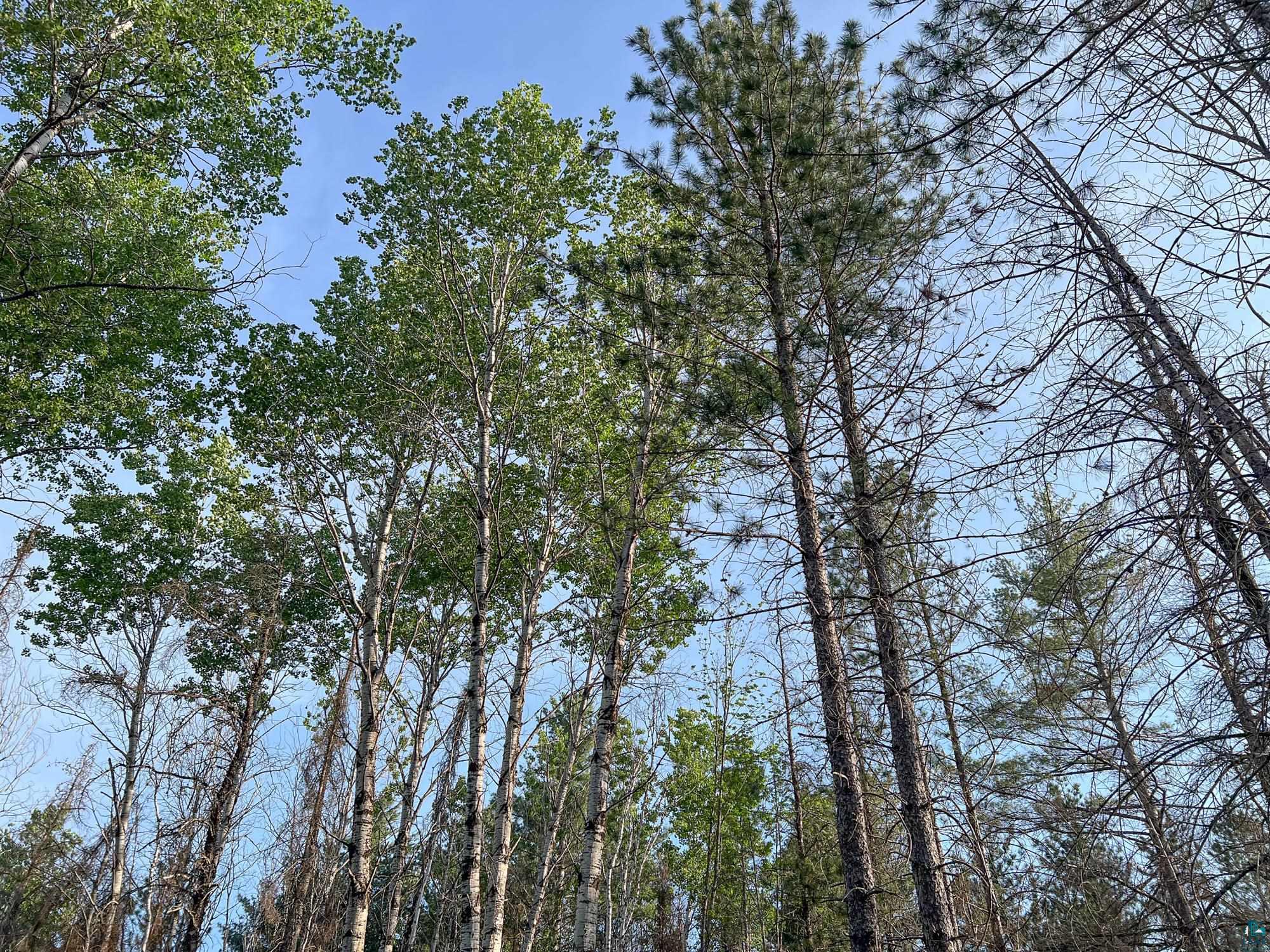 Xxxtbd Xxxtbd Moose Loop Orr, MN 55771 - Photo 38 of 45