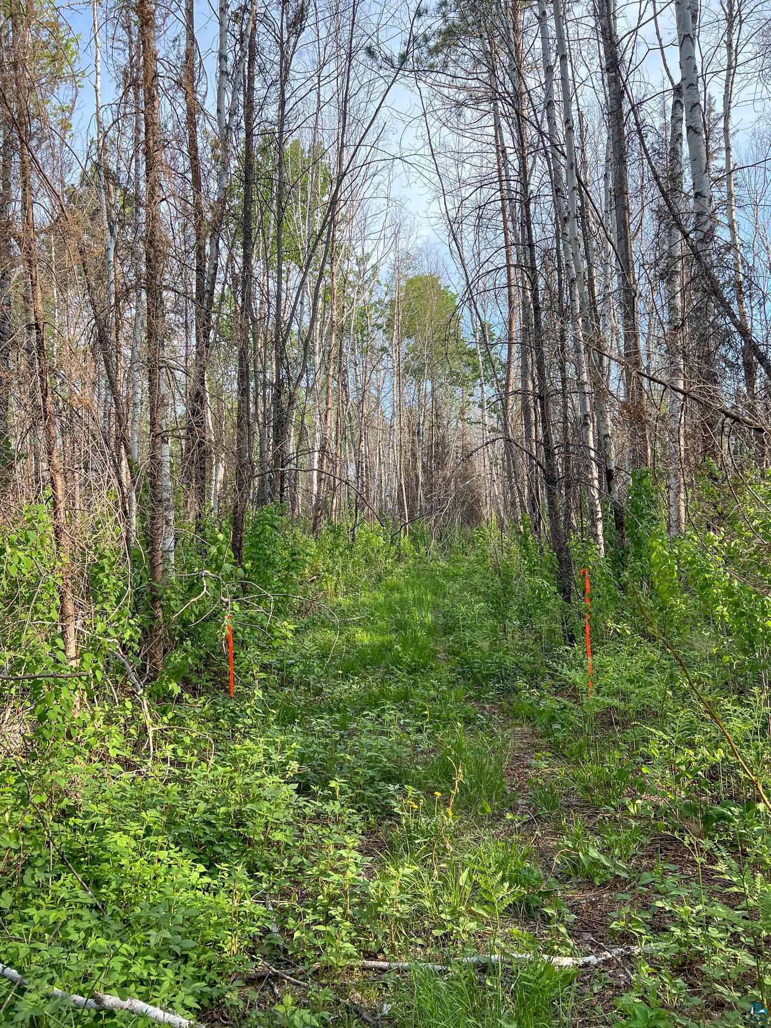 Xxxtbd Xxxtbd Moose Loop Orr, MN 55771 - Photo 42 of 45