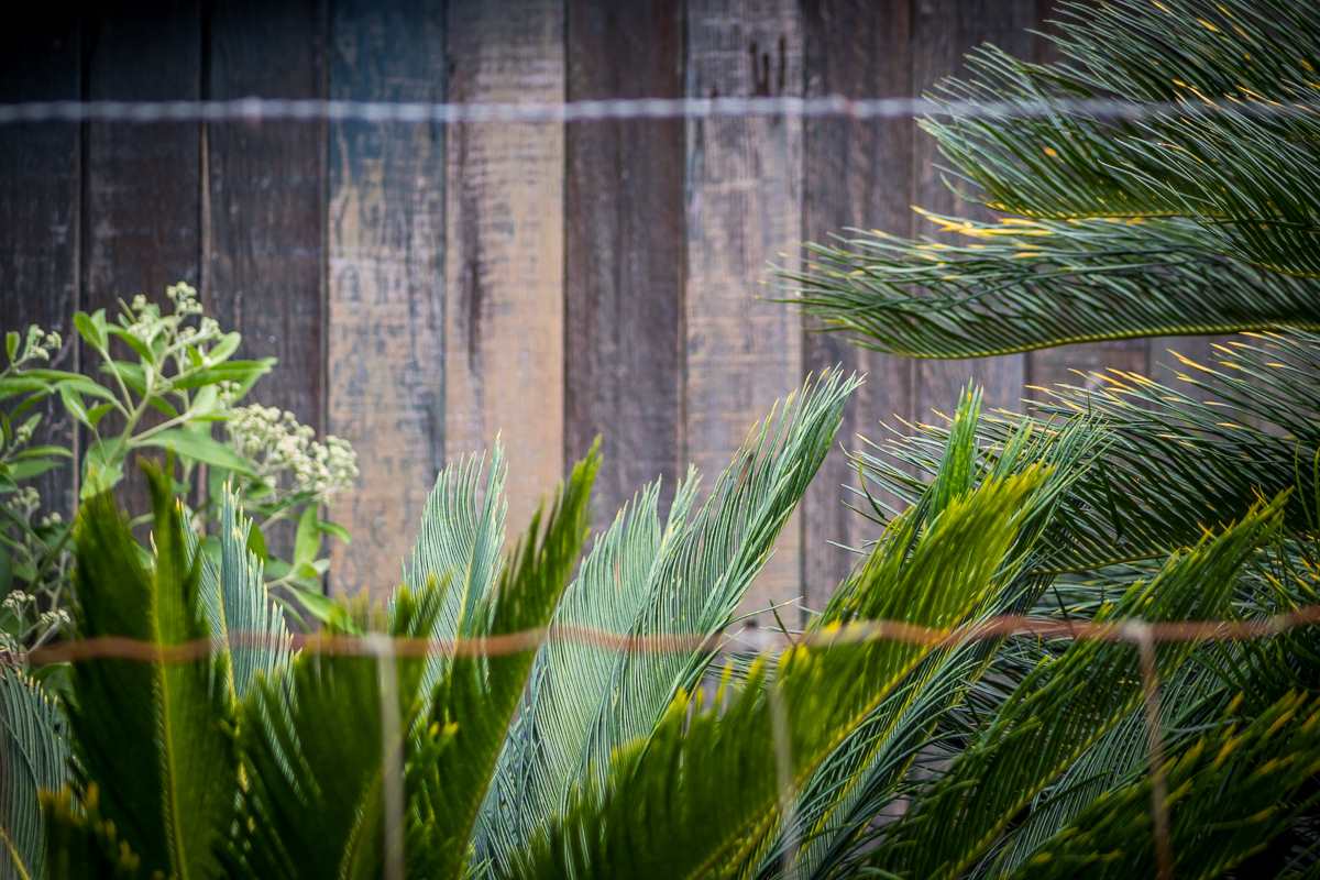 2229 Haiku Road Haiku, HI 96708 - Photo 13 of 28 a close up of a plant in a garden
