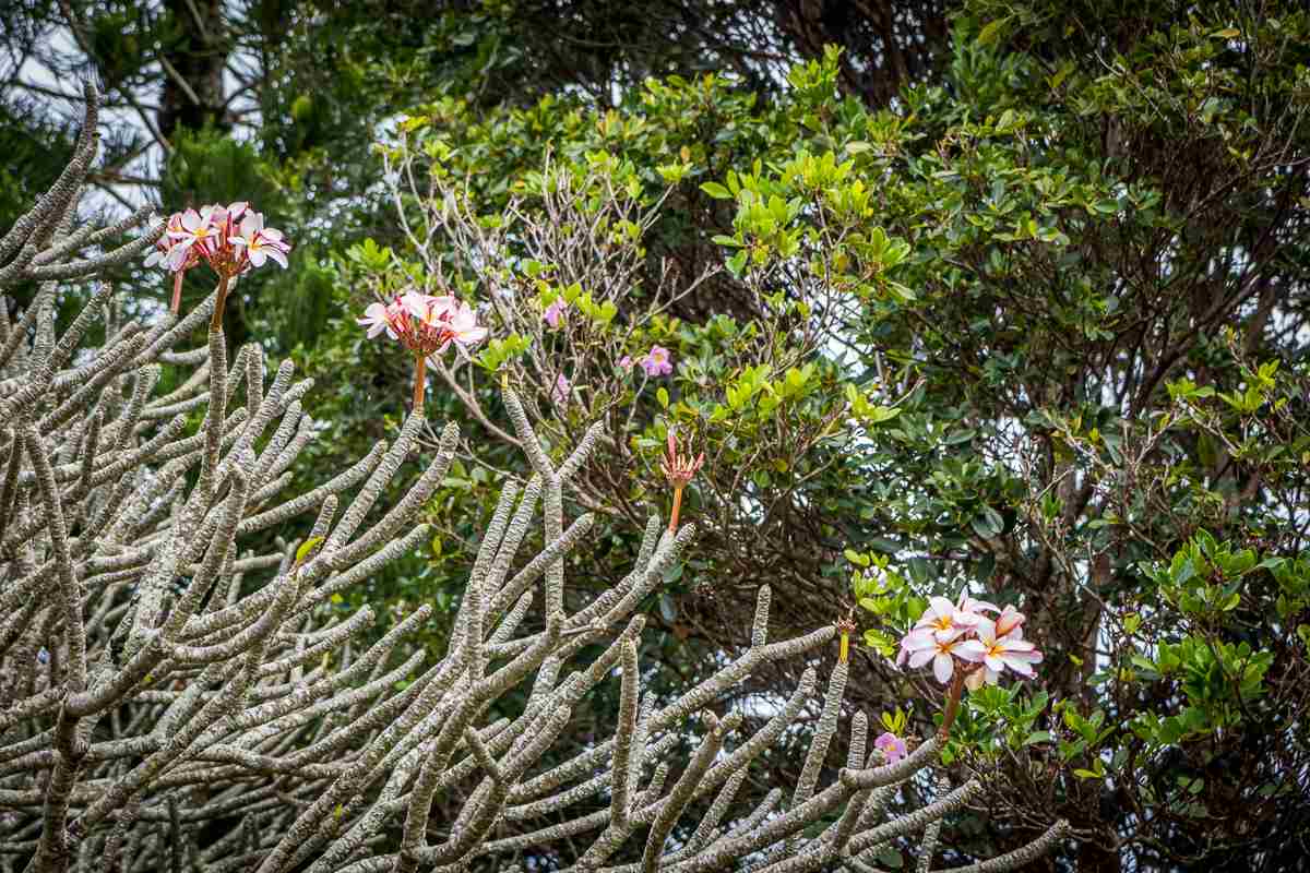 2229 Haiku Road Haiku, HI 96708 - Photo 17 of 28 a picture of flowers