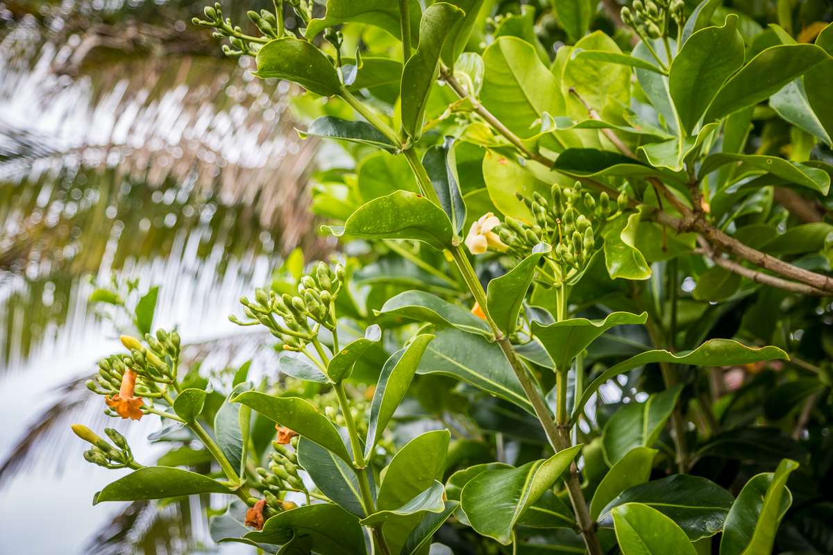 2229 Haiku Road Haiku, HI 96708 - Photo 18 of 28 a view of a plant