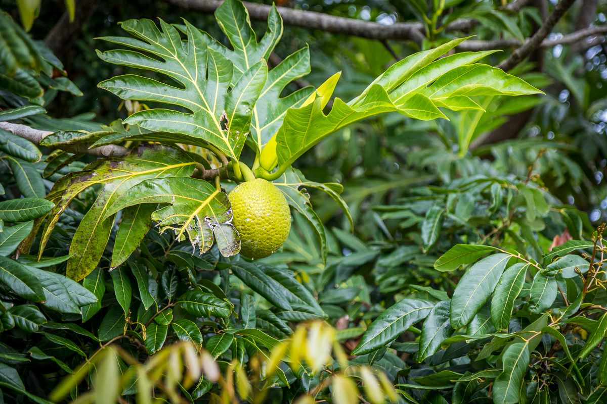 2229 Haiku Road Haiku, HI 96708 - Photo 19 of 28 a view of a plant