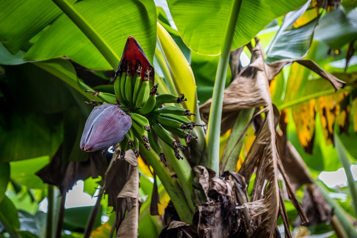 2229 Haiku Road Haiku, HI 96708 - Photo 20 of 28 a view of banana tree