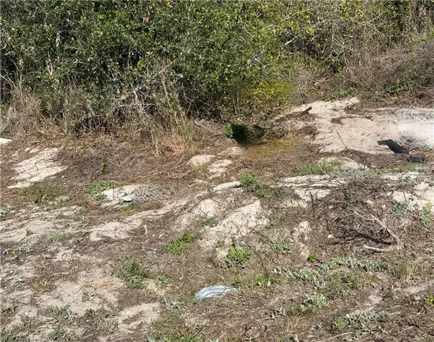 a view of a yard with large trees