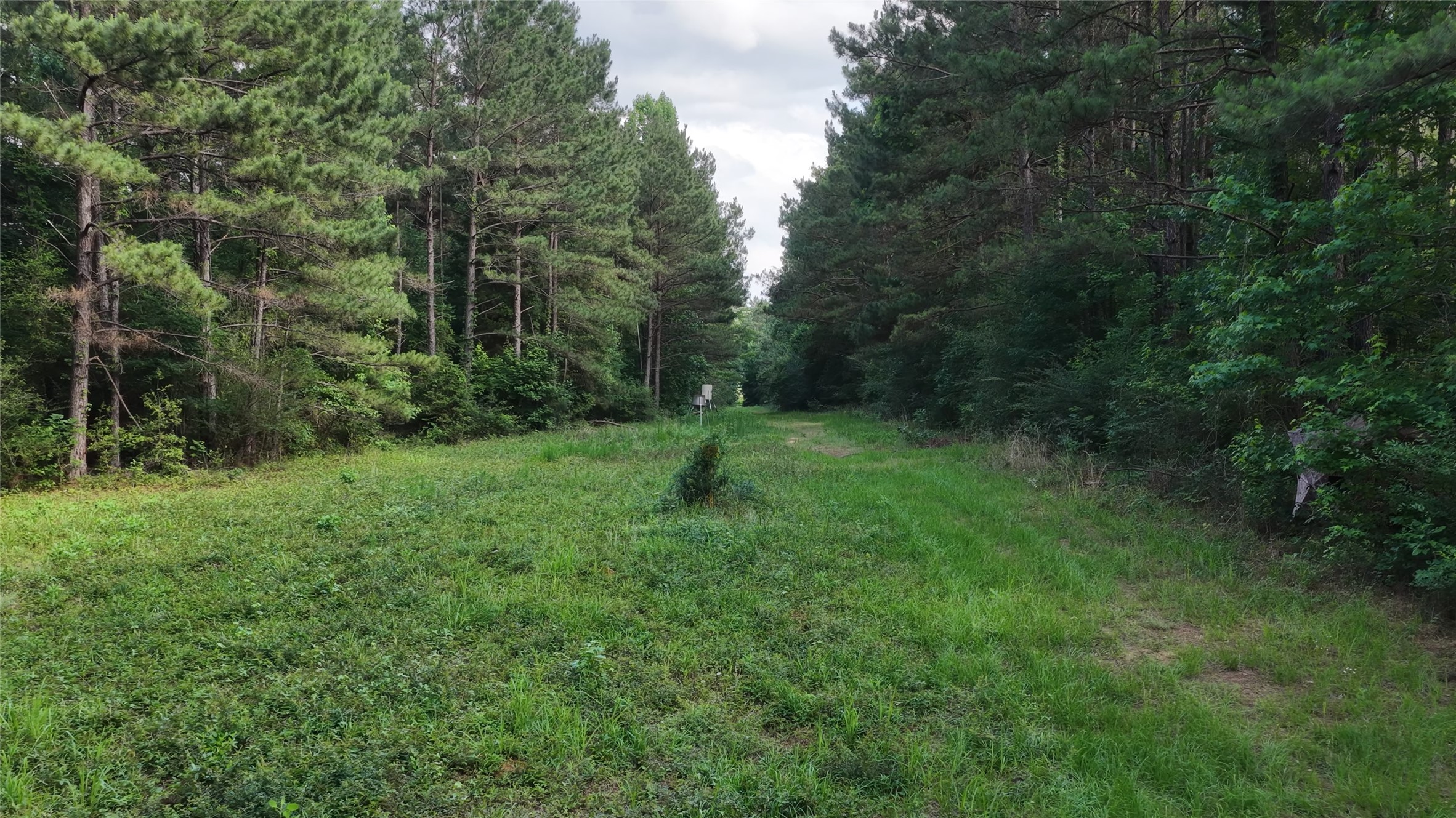 447 County Road 2211 Rusk, TX 75785 - Photo 10 of 50 a big yard with lots of green space and deers